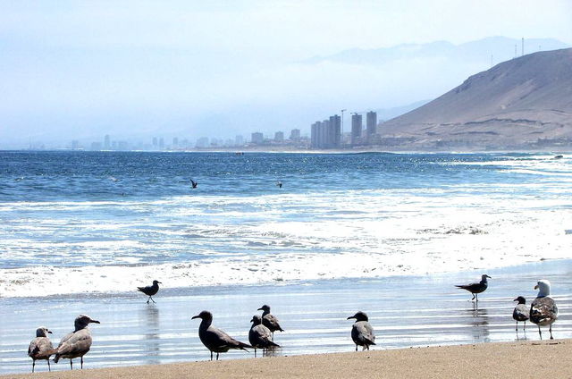 Antofagasta - Playa Amarilla